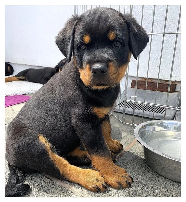 🐾 Just a very cute puppy.... hope you&rsquo;ve all had a good weekend ☀️
&bull;
&bull;
&bull;
#puppytraining #puppies #cutepuppy #puppydevelopment #rottiepuppy #rottweilerpuppy #rottweiler #rottweilersofinstagram #rottweilers #activedogbehaviour #ac