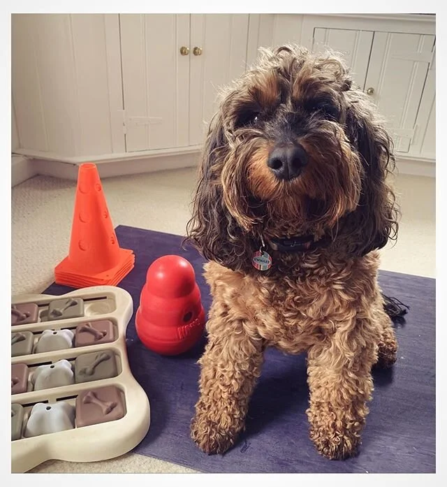 🐾 I had a great consult with Twiglet this weekend. She is going through a rehab program for hip dysplasia (via the vets and a qualified physio). I am also a canine hydrotherapist, so wanted to combine my skills to help her get to grips with the phys