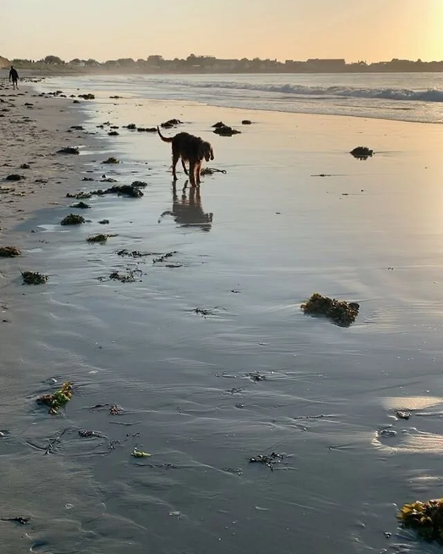 🐾☀️ Such a beautiful evening on the beach, love my Island. It is also Ruby&rsquo;s favourite place in the world ☀️
*
*
*
#guernsey #islandlife #guernseylife #visitguernsey #guernseydogs #dogsofguernsey #beachdog #sunseasurf #beachlife #irishsetter #
