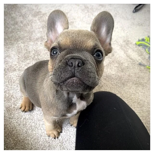 🐾 This little guy is just too cute. Frank started his puppy training pack today with me. Looking forward to our next training session. @frankthefrenchiegsy &bull;
&bull;
&bull;
#puppytraining #puppies #frenchiepuppy #frenchbulldog #frenchie #frenchi