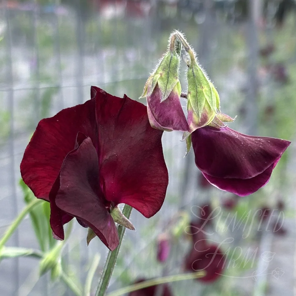 Topsy Sweet Pea Seeds