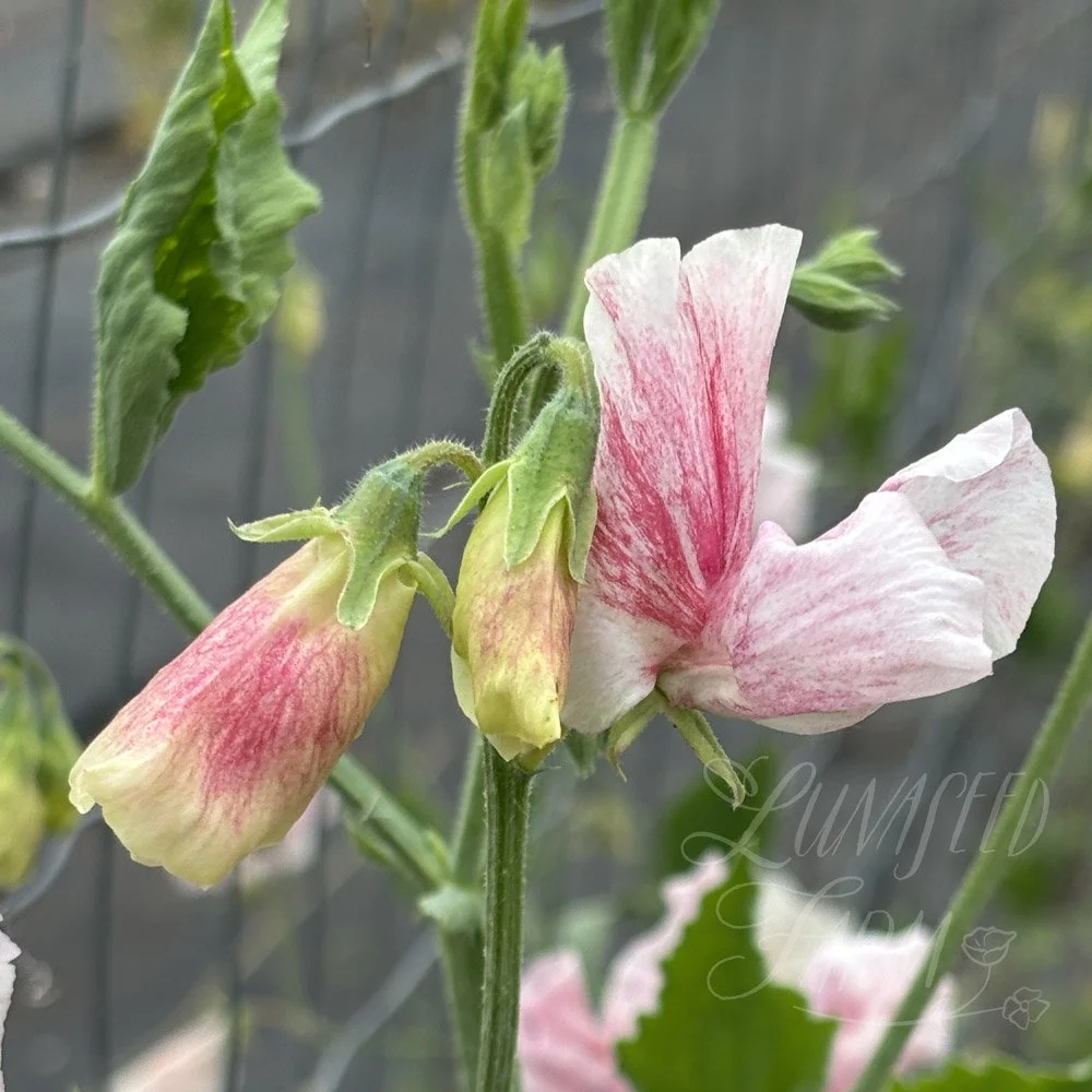 Scarlet Flake Sweet Pea Seeds
