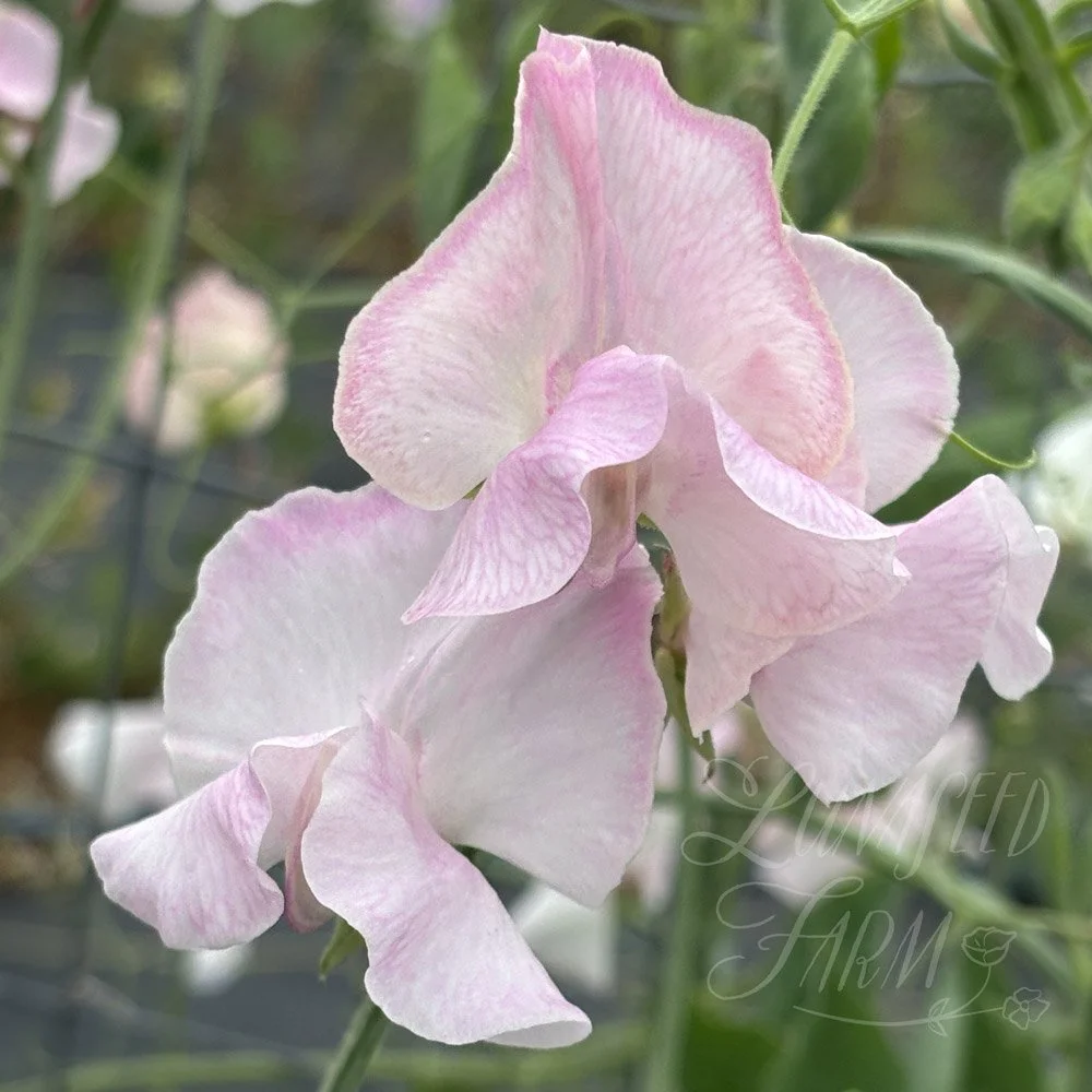 Sweet Pea Jacqueline Heather