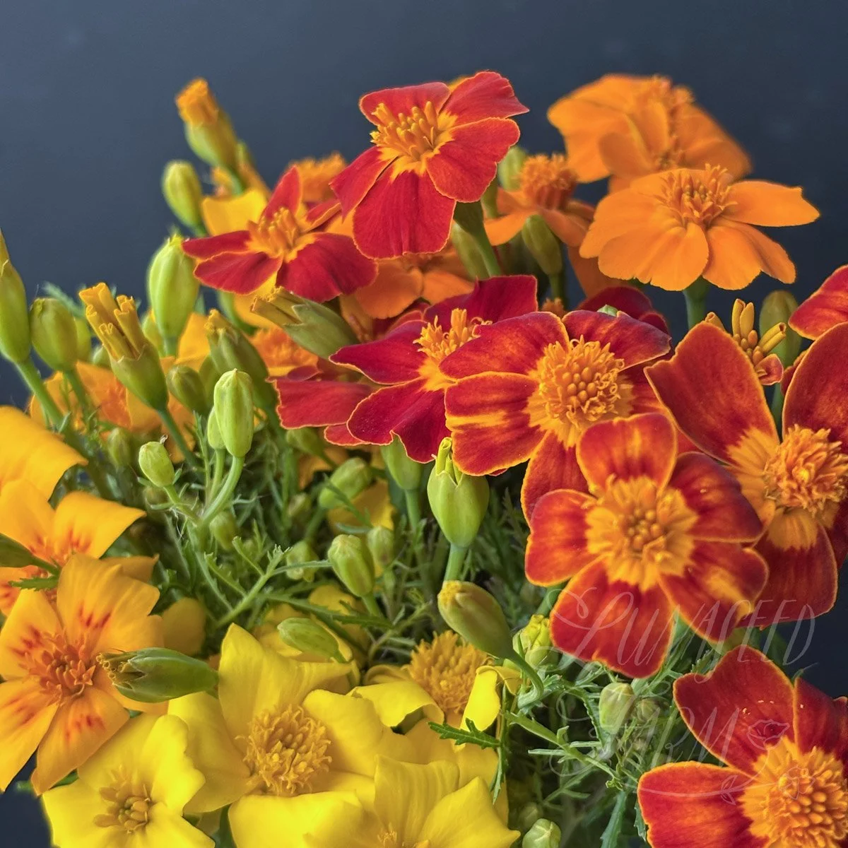 Marigold Signet Starfire flower seeds