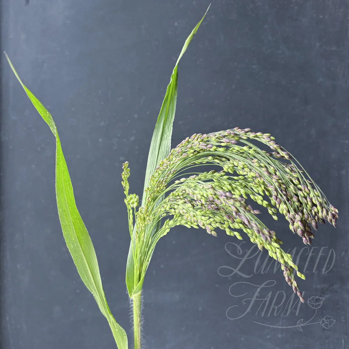 Broomcorn millet Panicum miliaceum violaceum seed