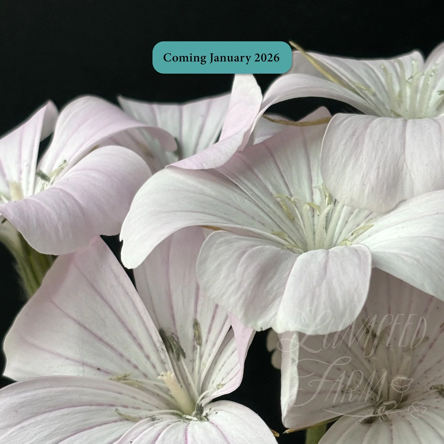 Corn Cockle - Blossom Pearl