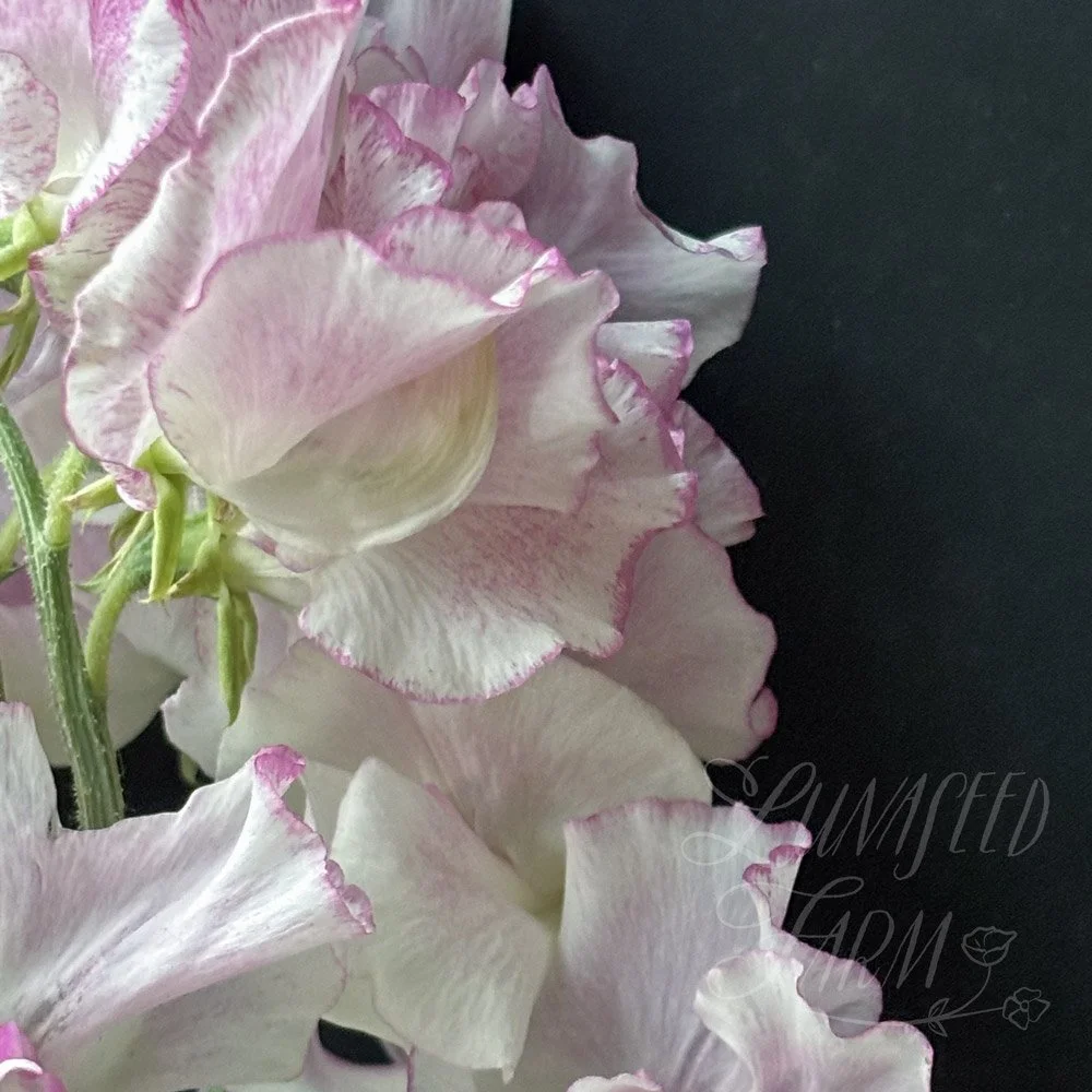 Pink Ripple Sweet Pea
