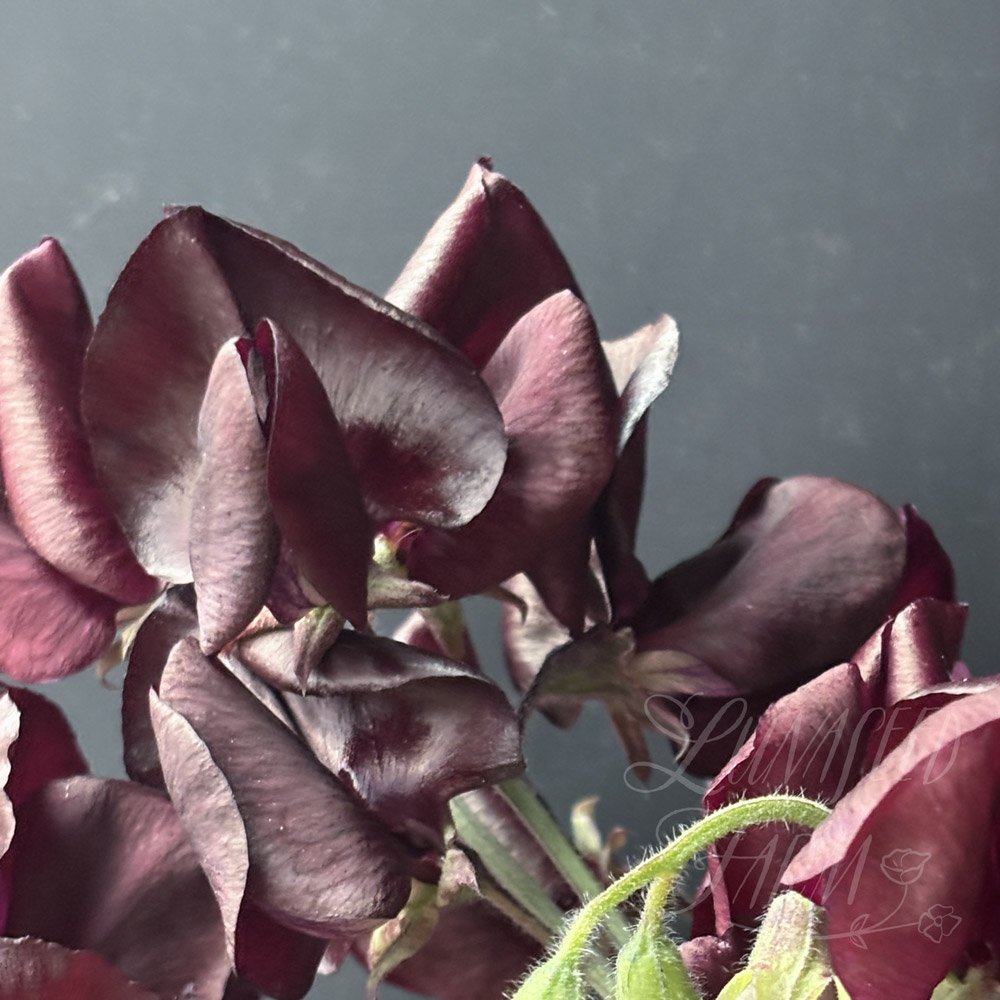 Topsy Sweet Pea