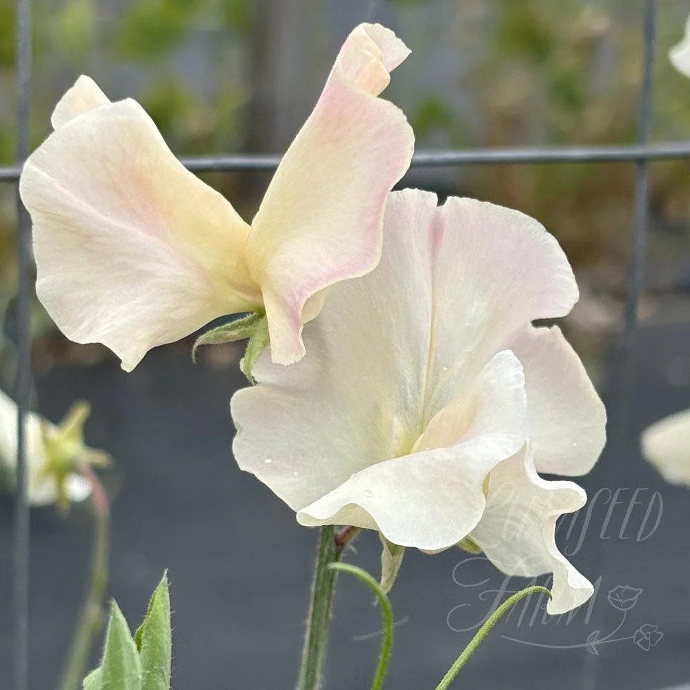Bix Sweet Pea