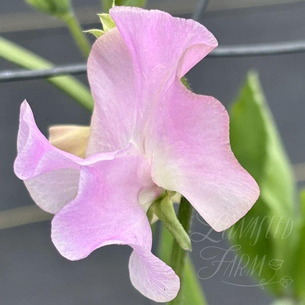 Sweet Pea Lilac Romance