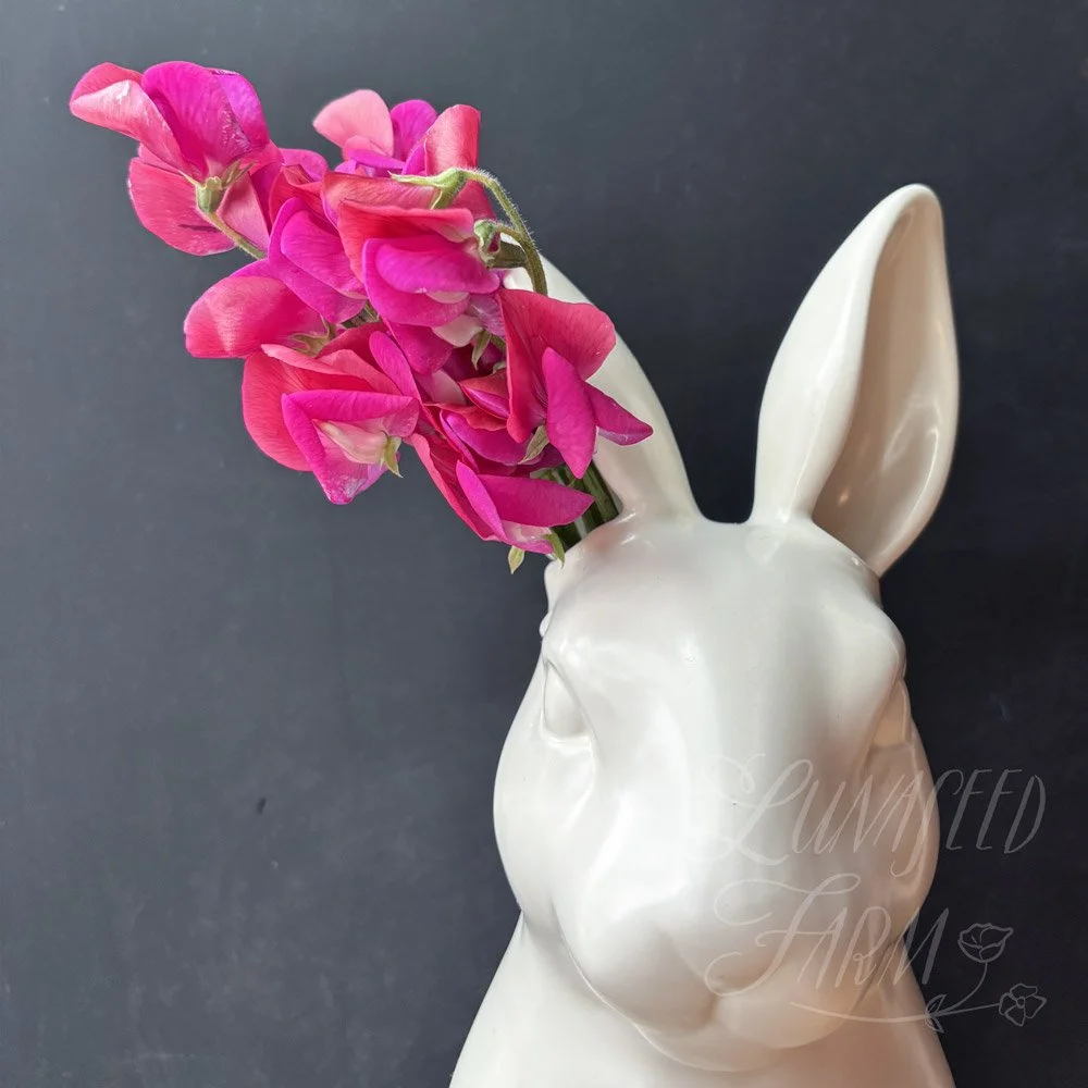 Solway Serenade Sweet Pea