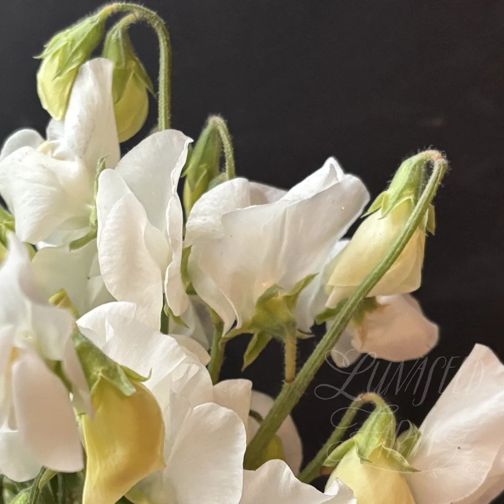 Polar Star Sweet Pea
