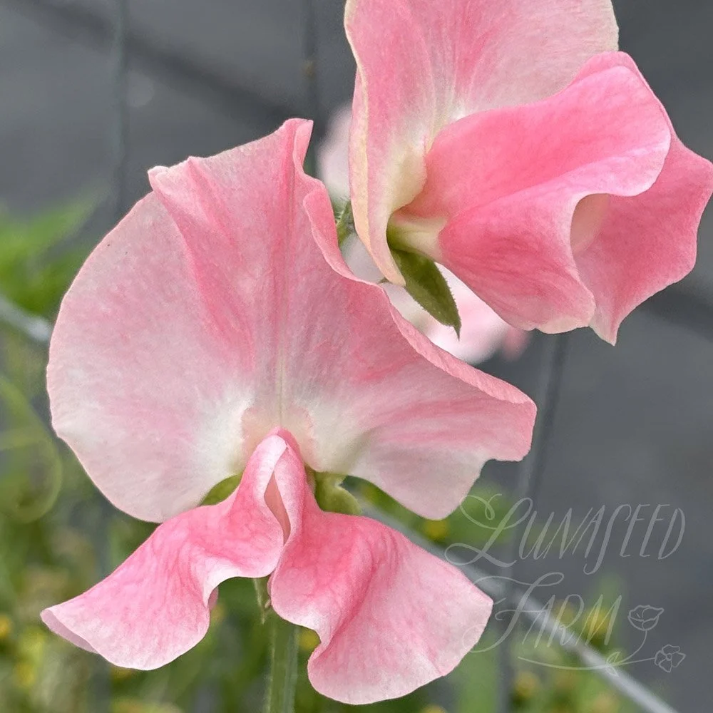 Lauren Landy Sweet Pea