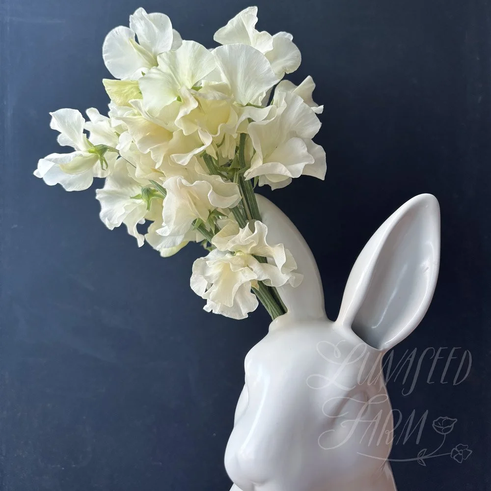 Serenity Remembered Sweet Pea