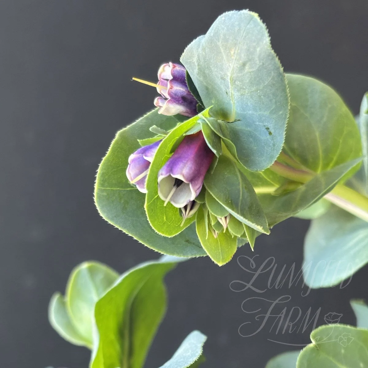 LSF_Honeywort_PoG_01.jpg