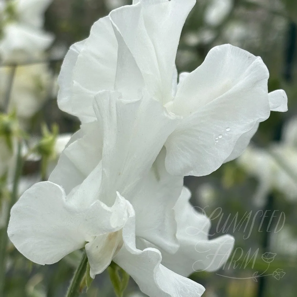 Snowlight Sweet Pea