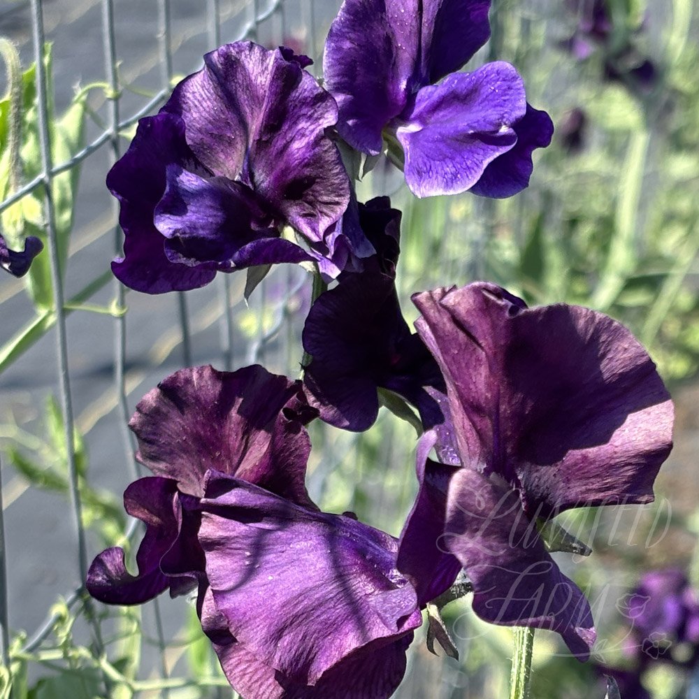 Ada Marie Sweet Pea