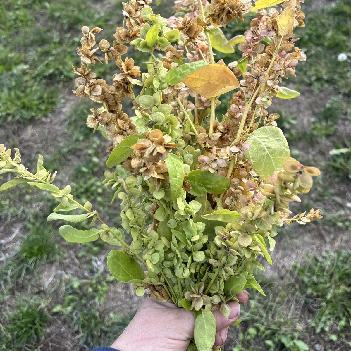 'golden' orach bouquet greenery