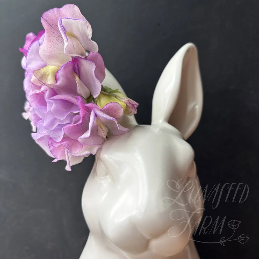 Solway Shimmer Sweet Pea