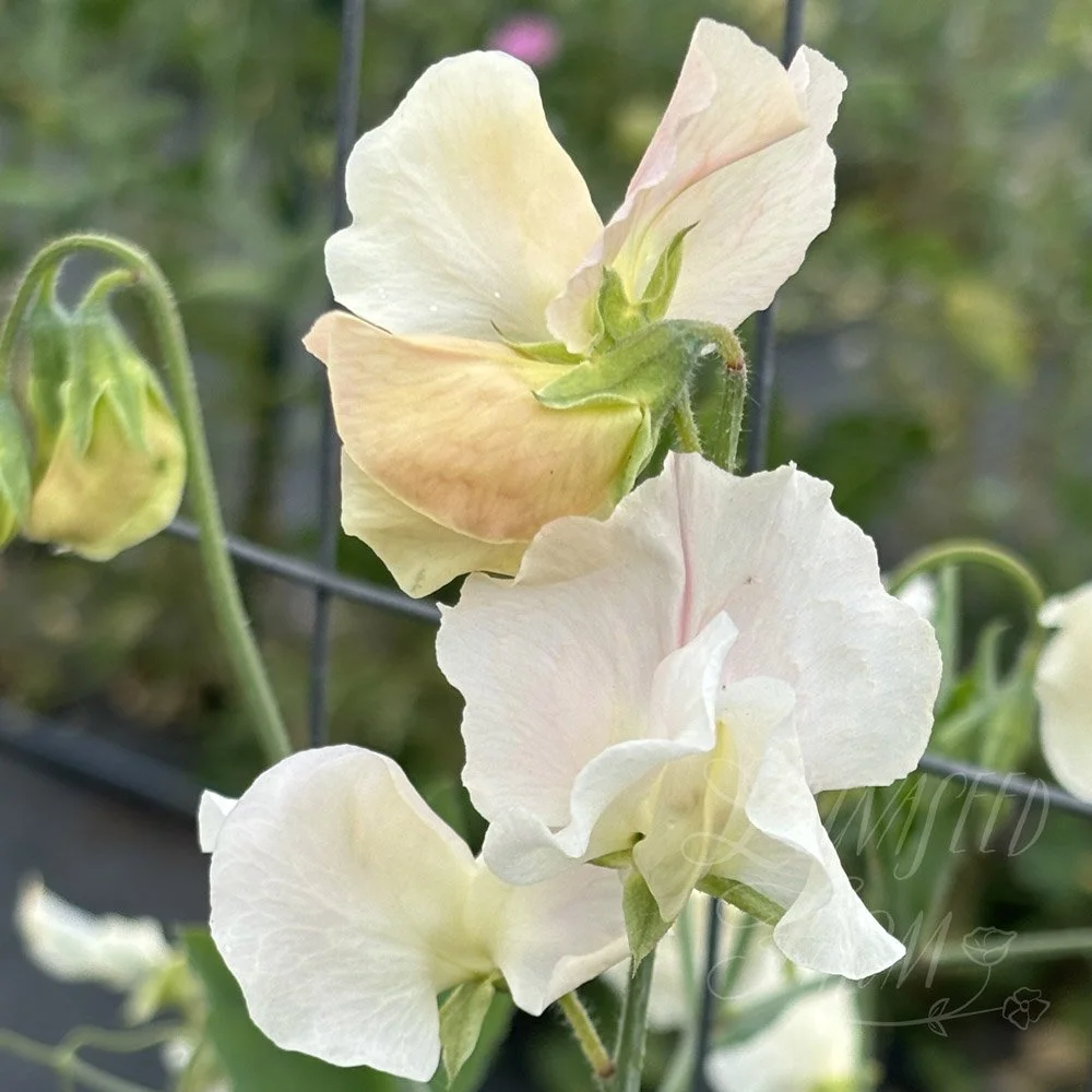 Sweet Pea Frilly Milly