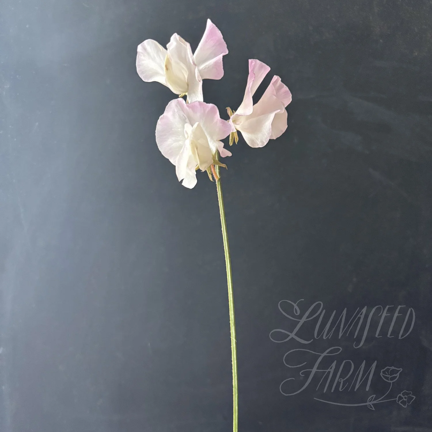 Deborah Devonshire Sweet Pea Seeds