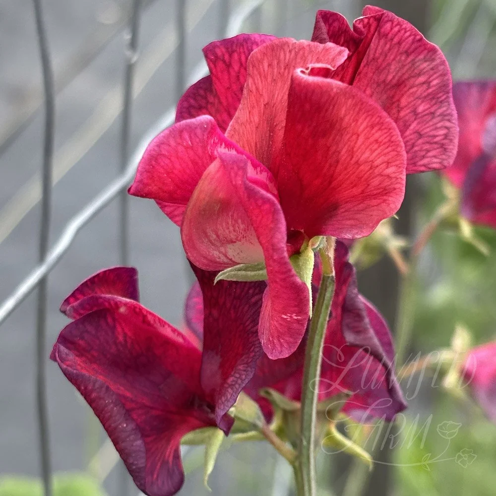 Future Shock Sweet Pea