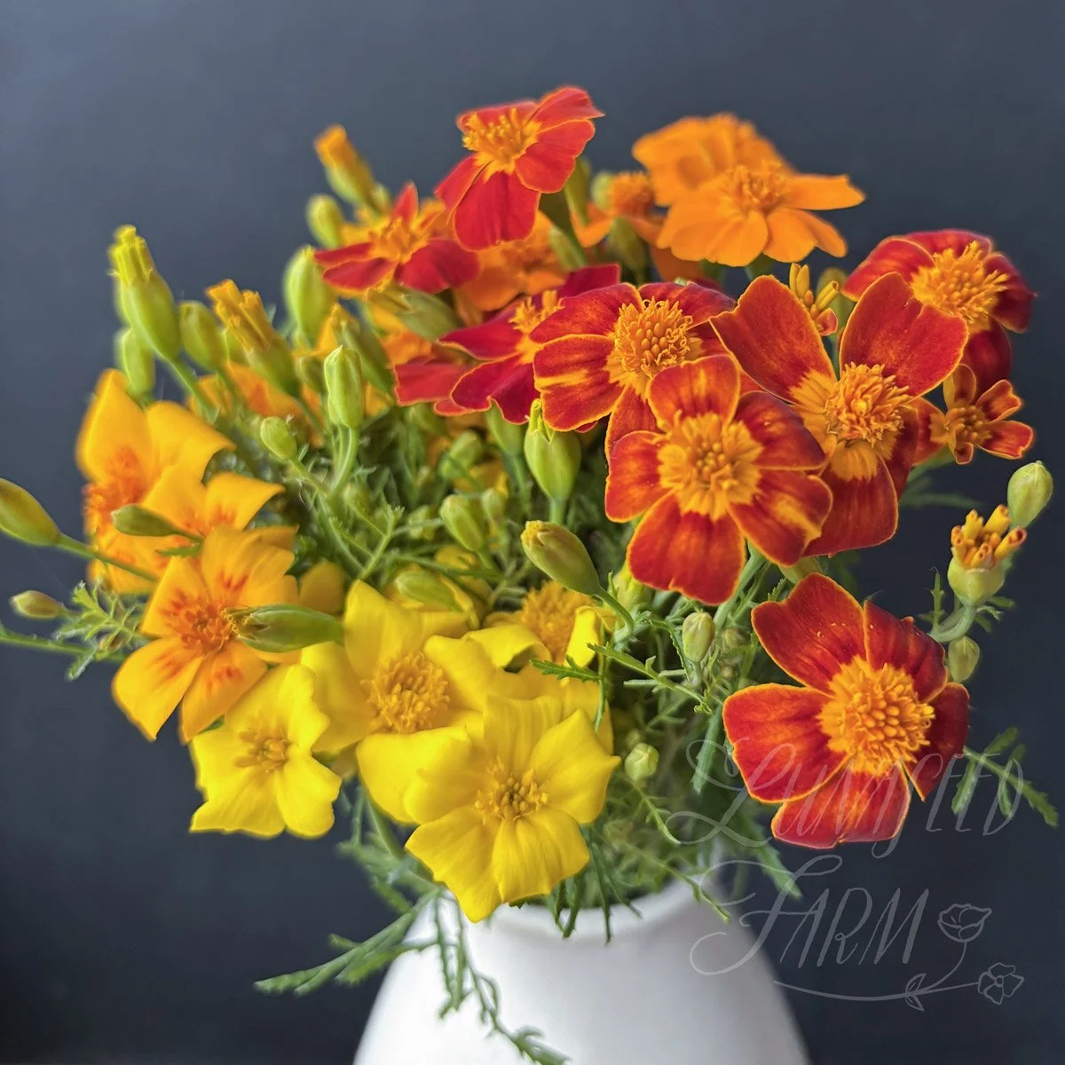 Marigold Signet Starfire flower seeds