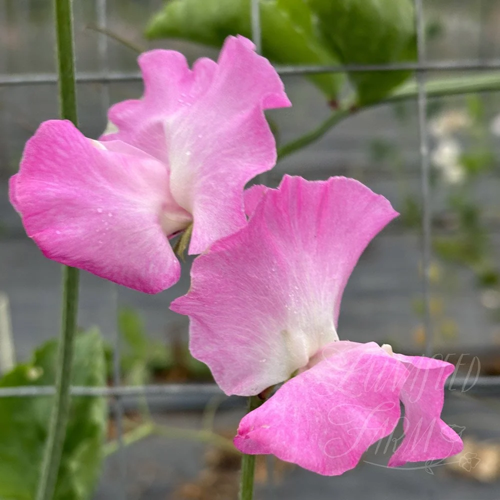 Sweet Pea Jayne Amanda