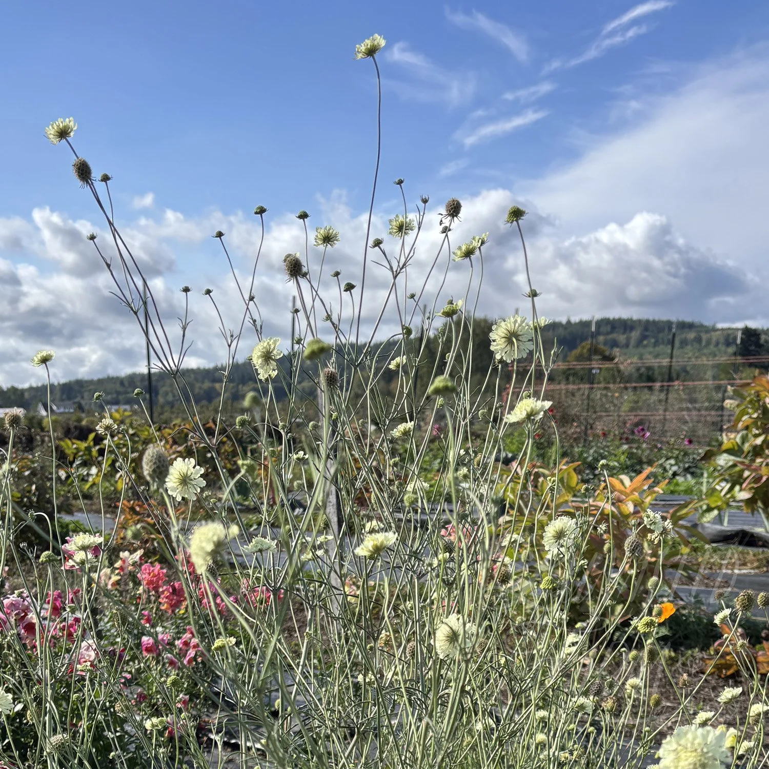 Scabiosa ochroleuca pincushion seeds