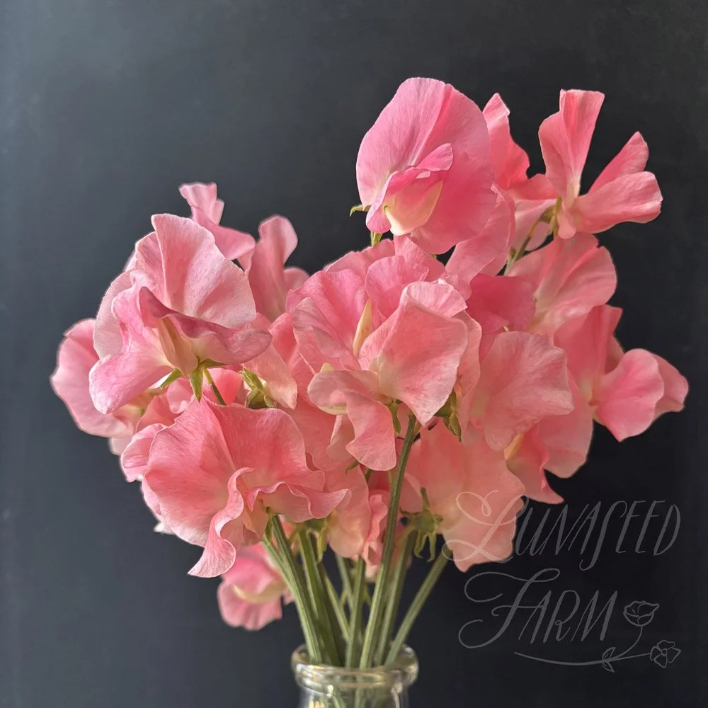 Melanie Ann Sweet Pea