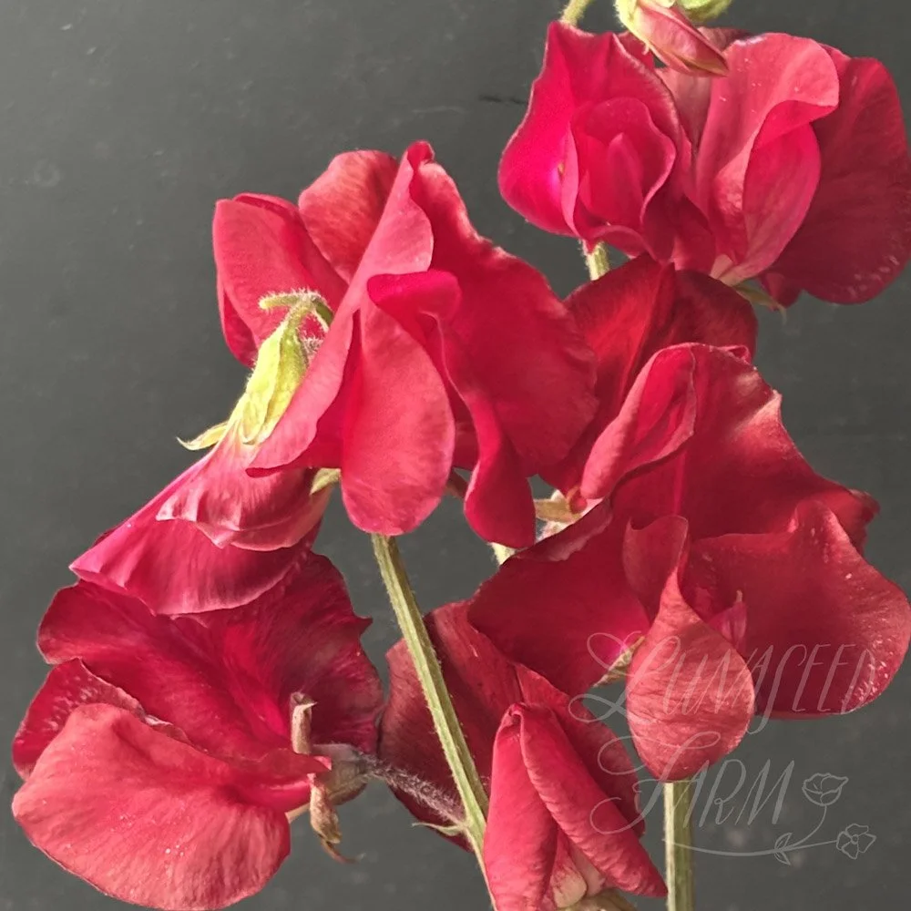 Kenneth Sweet Pea