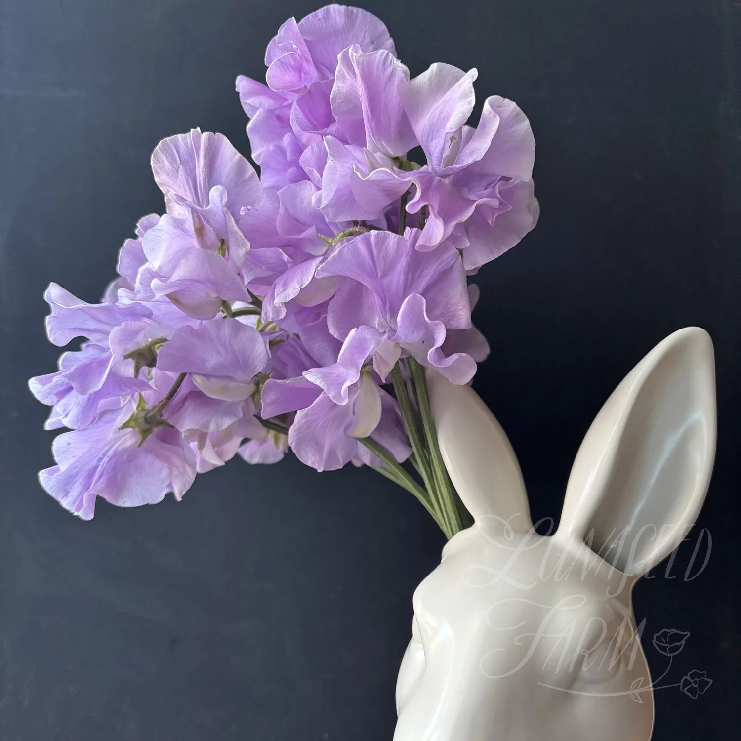 Lady Penny Sweet Pea Seeds