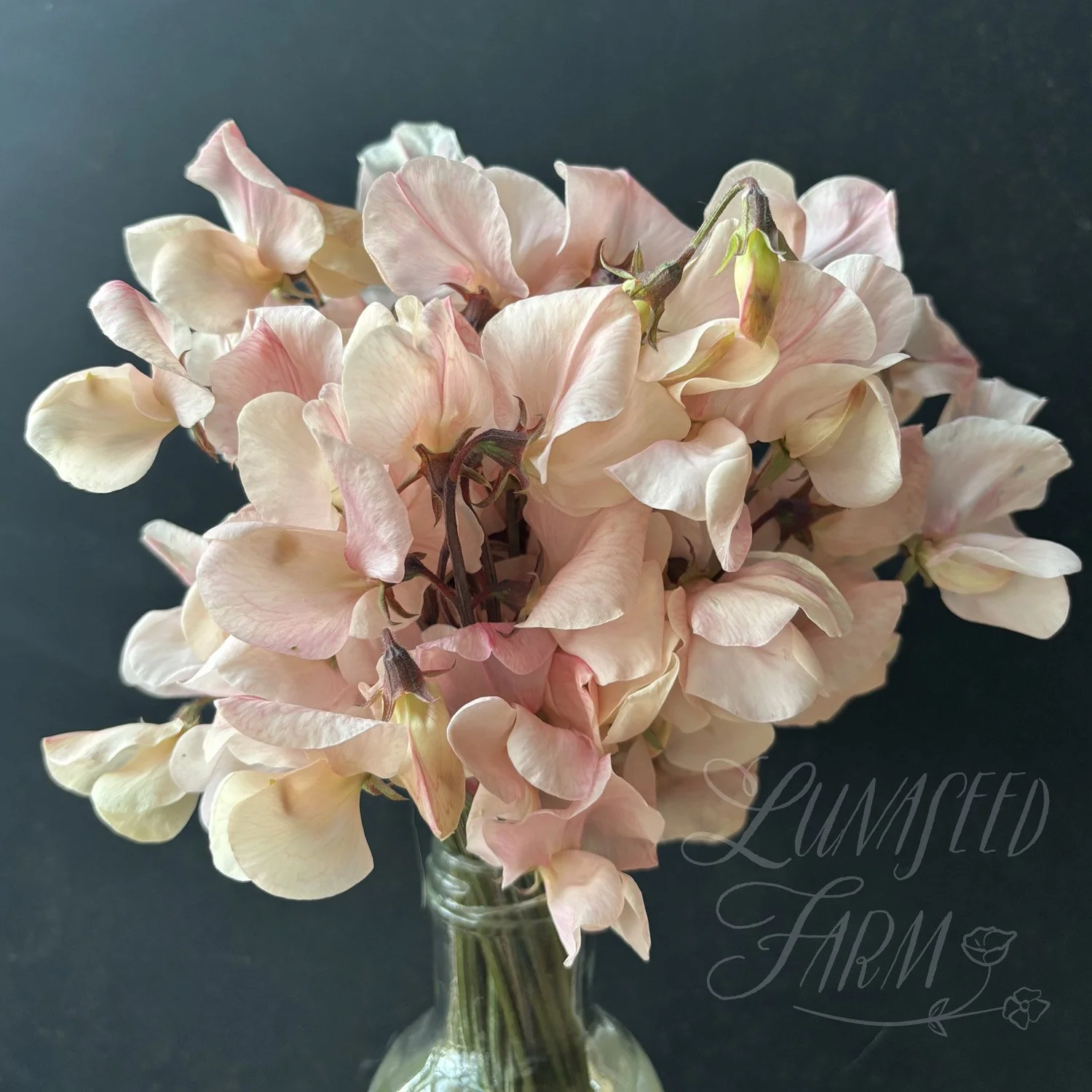 Shell Pink Sweet Pea Seeds
