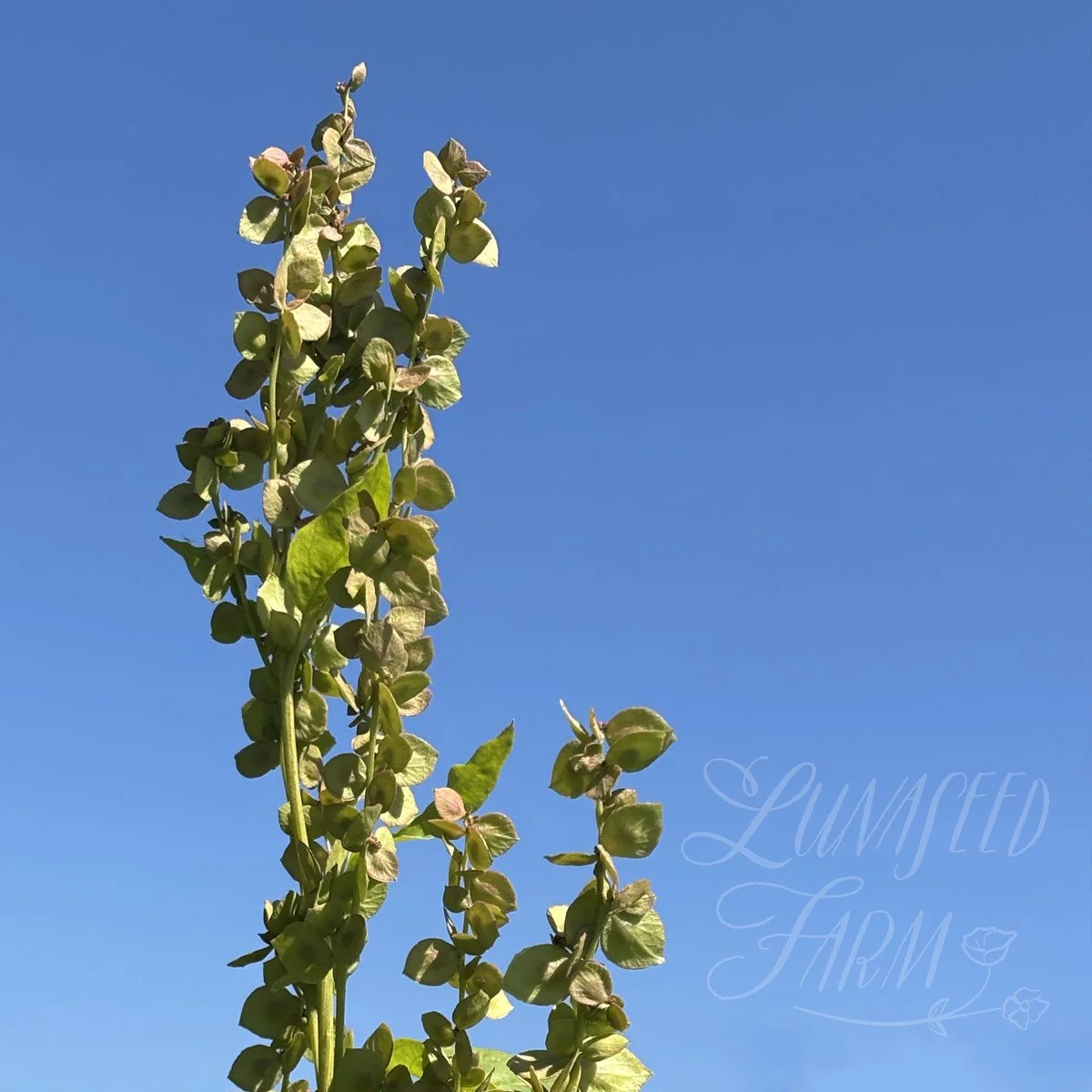 'golden' orach bouquet greenery