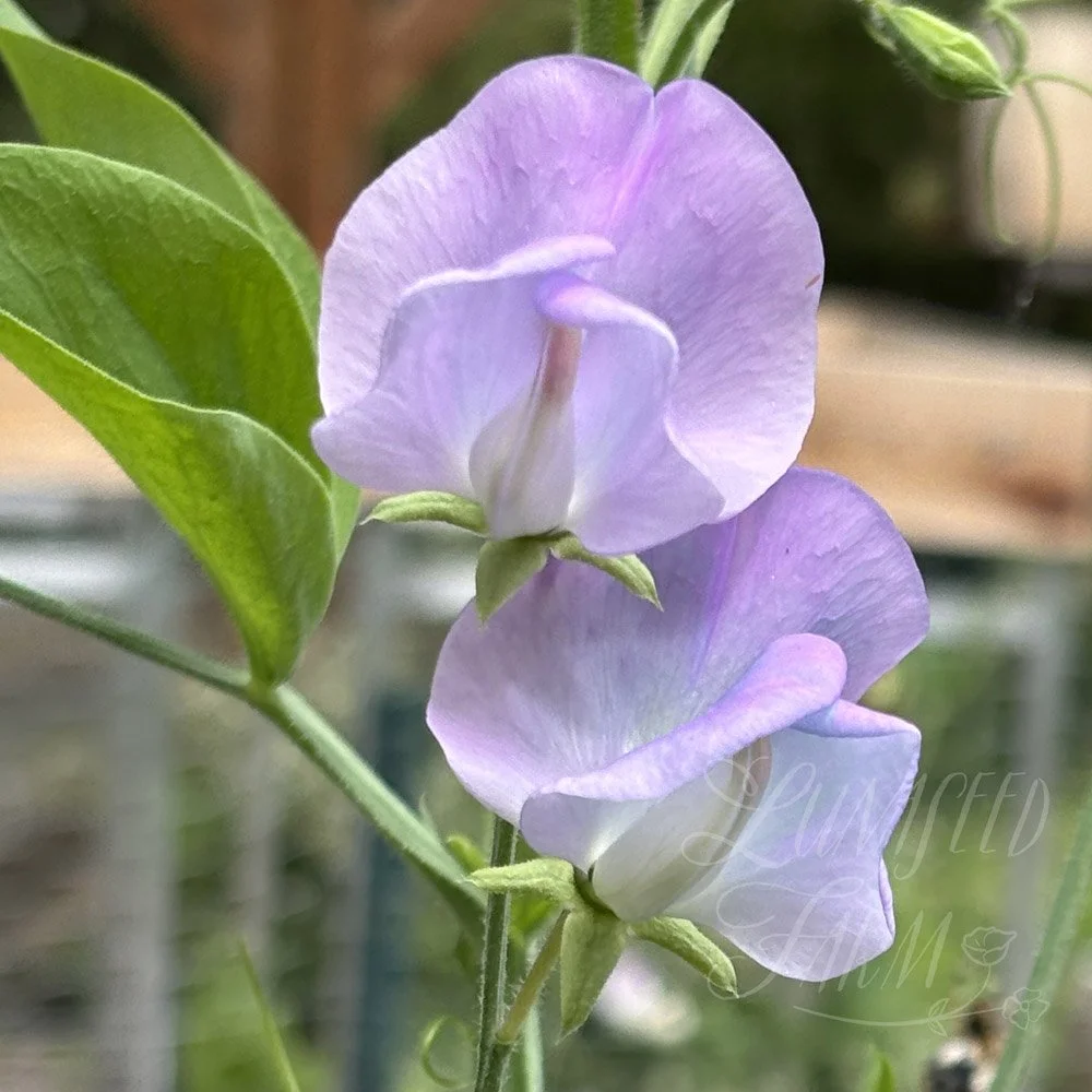 Turquoise Lagoon Sweet Pea