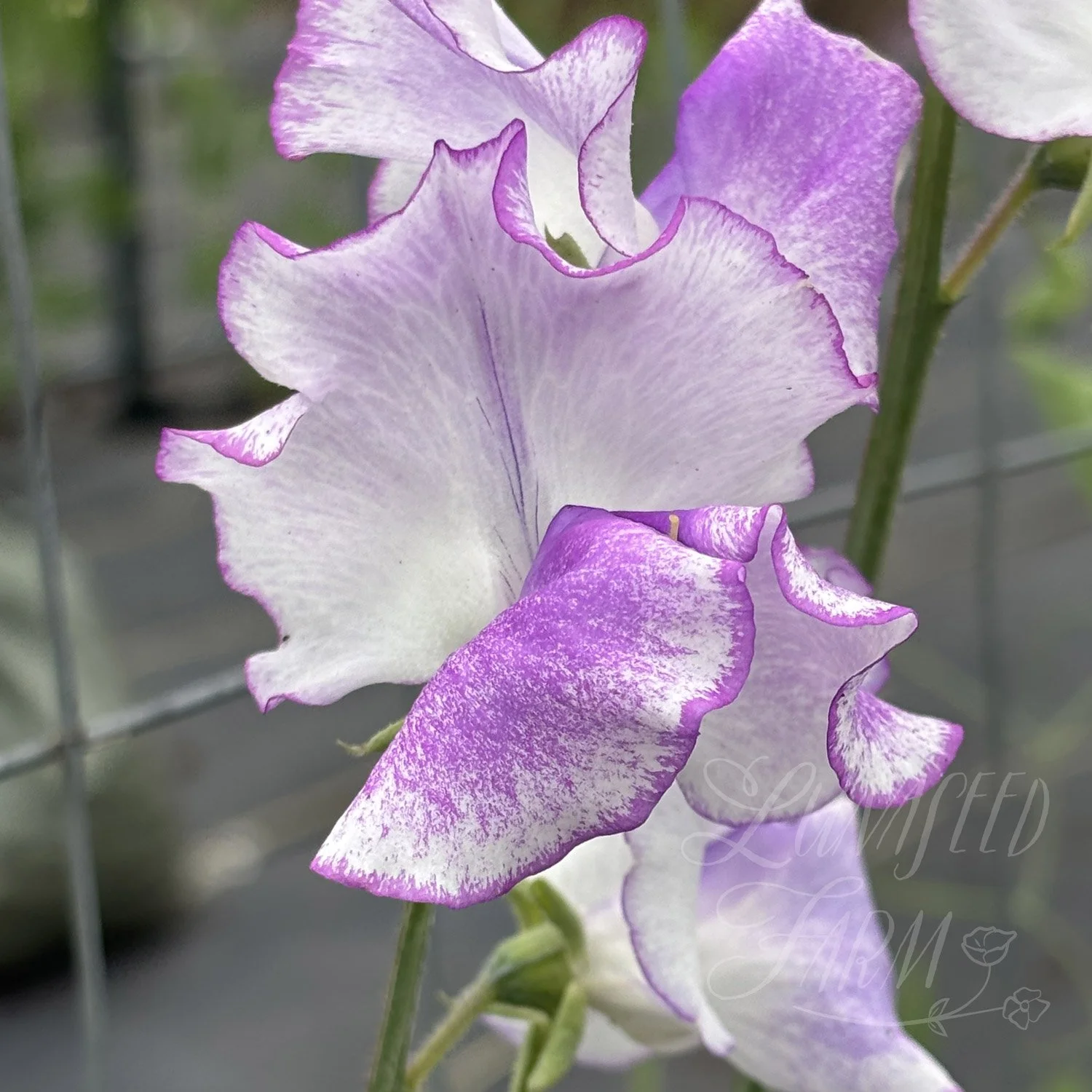 Sir Jimmy Shand Sweet Pea Seeds