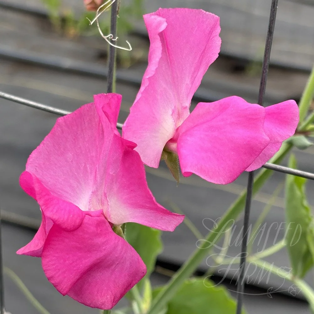 Sweet Pea Juile Ann