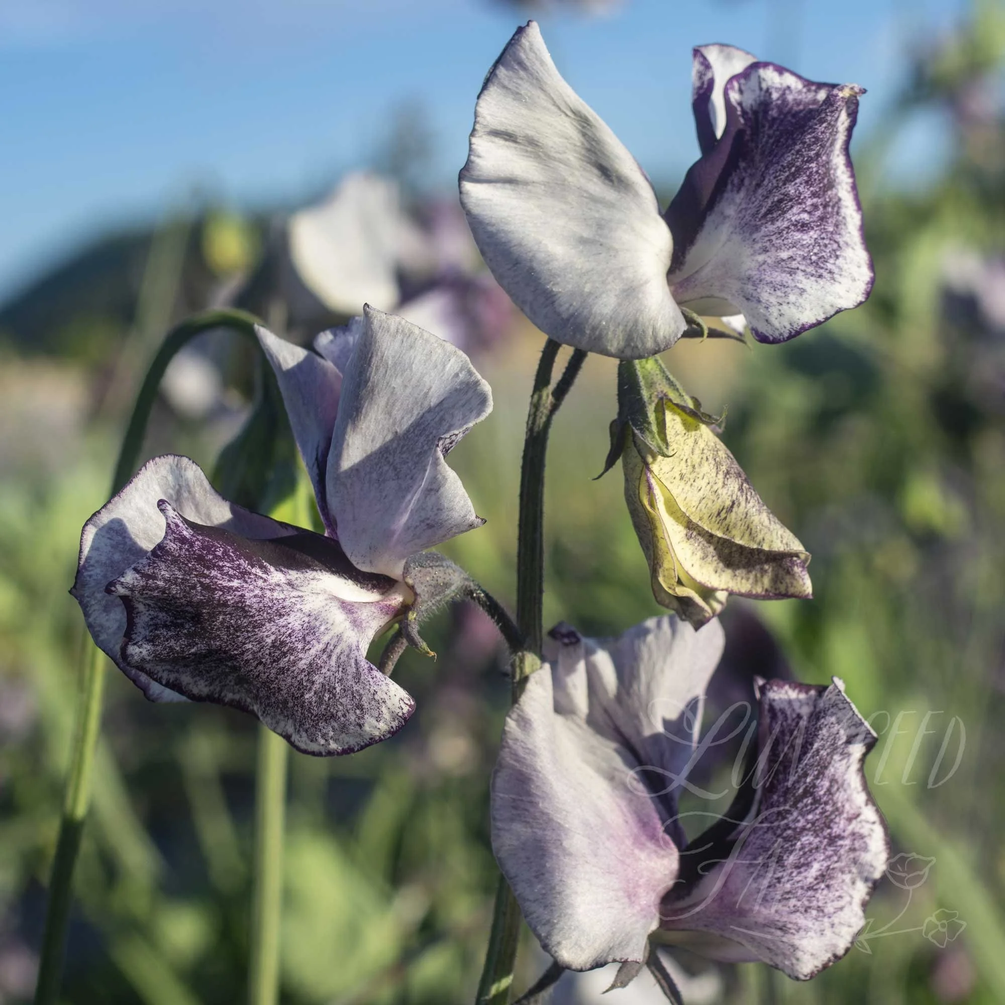 Nimbus Sweet Pea