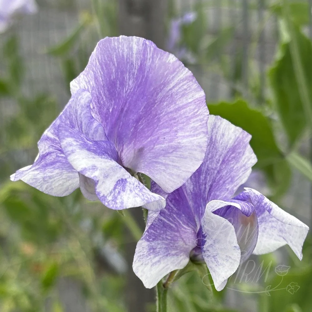 Susan Thomas Sweet Pea 