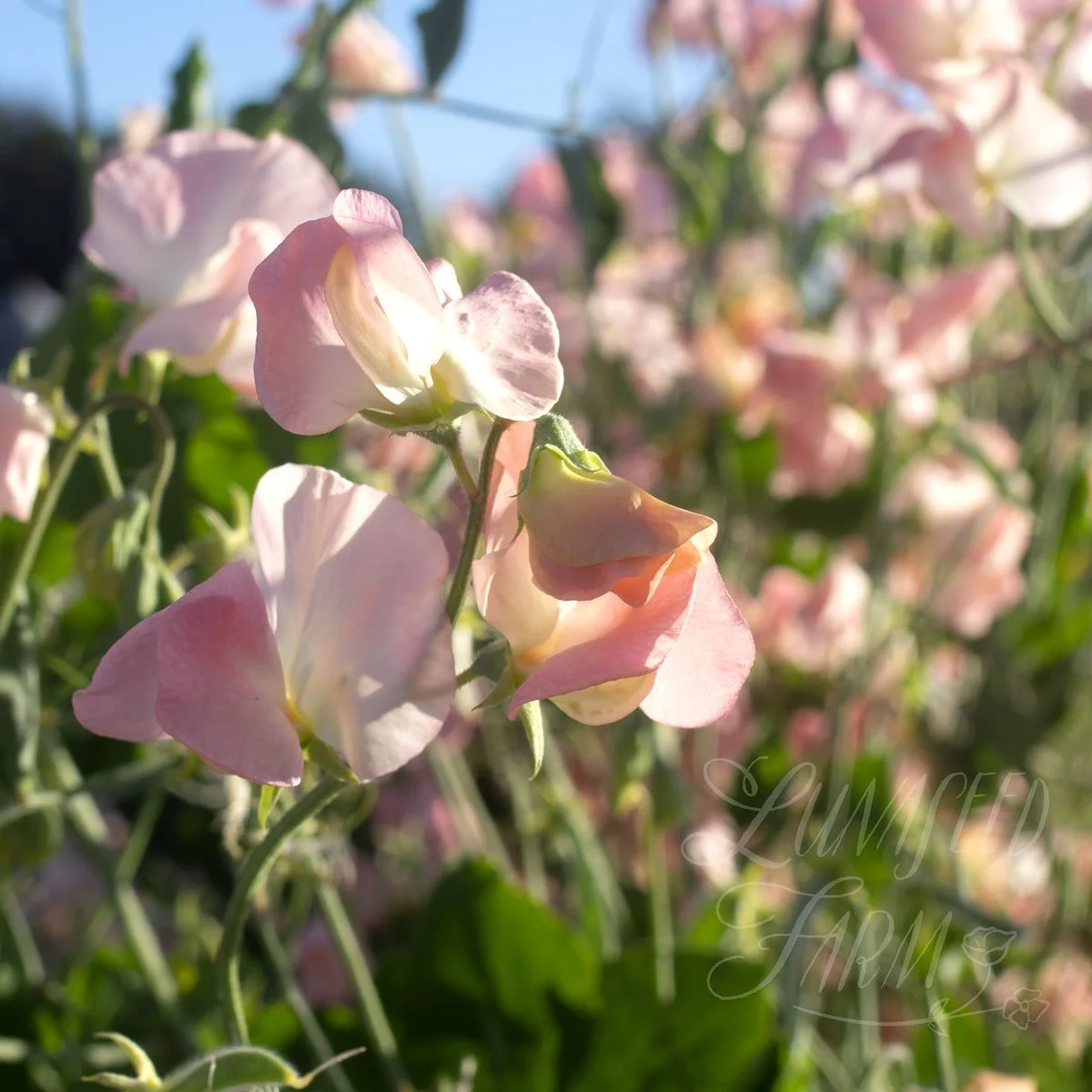 Spring Sunshine Nancy Sweet Pea  Seeds
