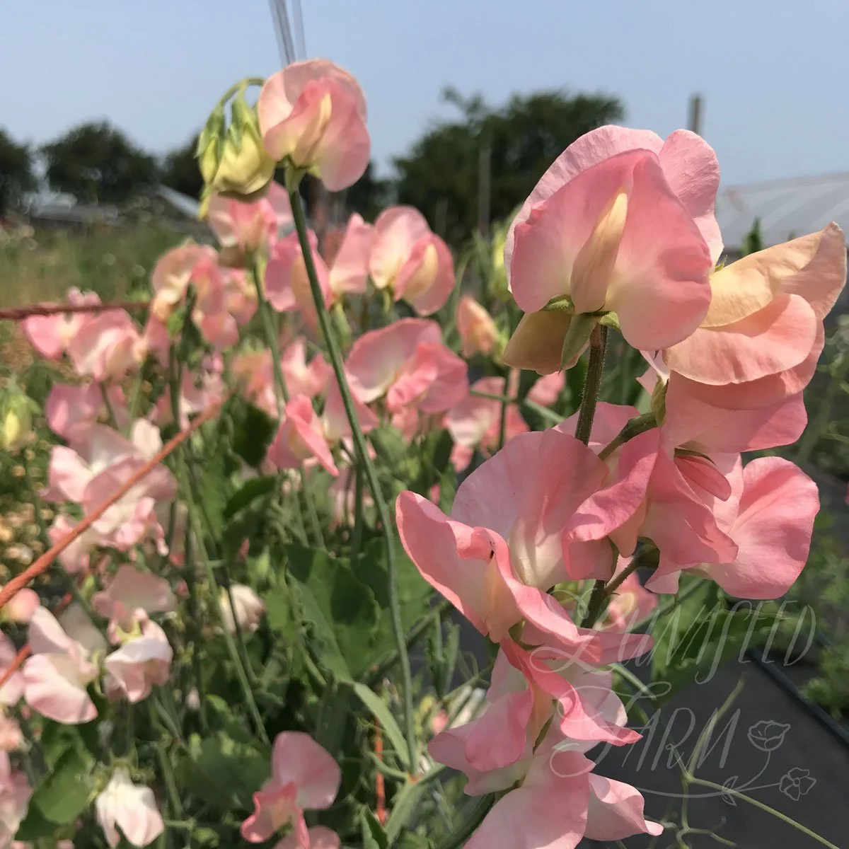 Spring Sunshine Nancy Sweet Pea