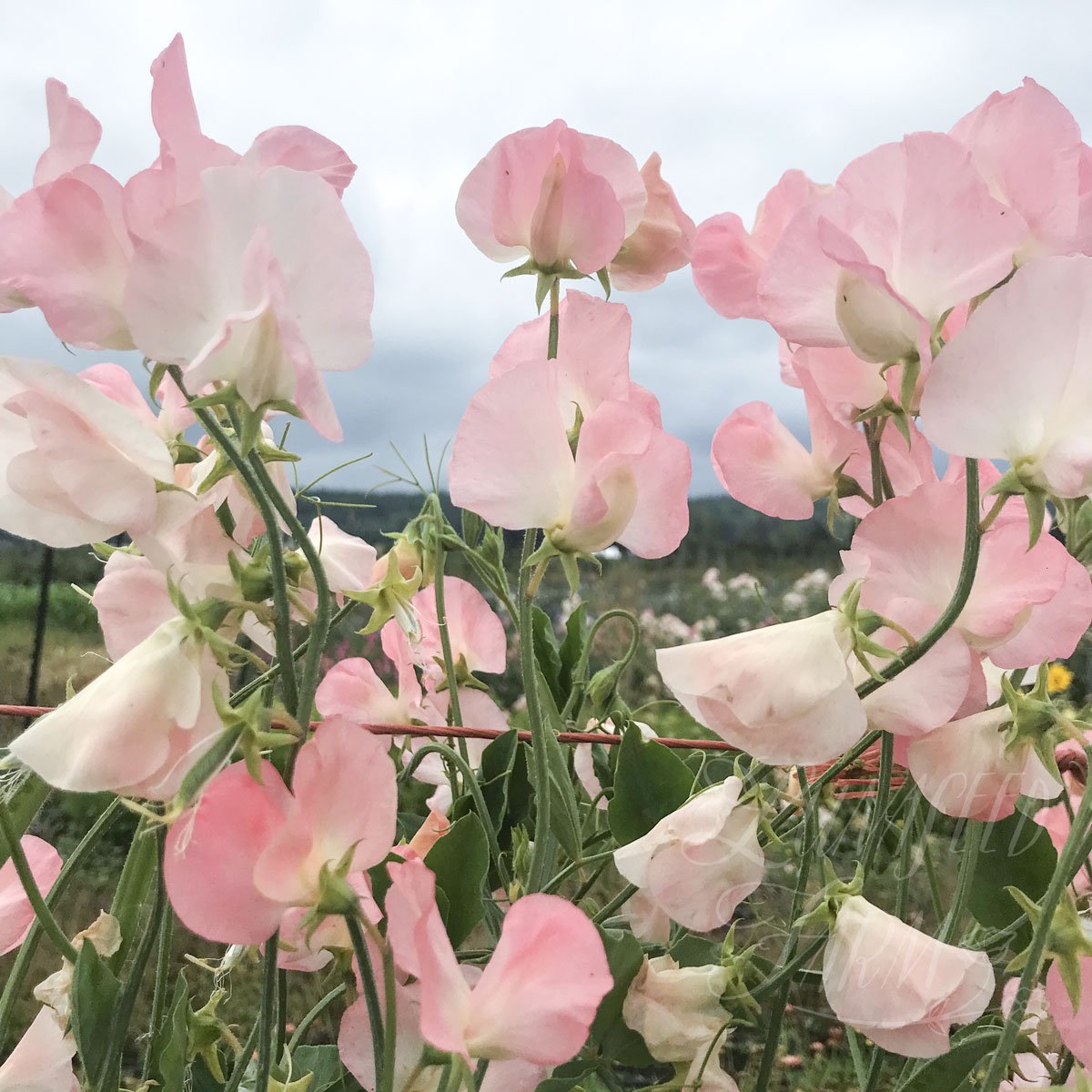 Spring Sunshine Nancy Sweet Pea 