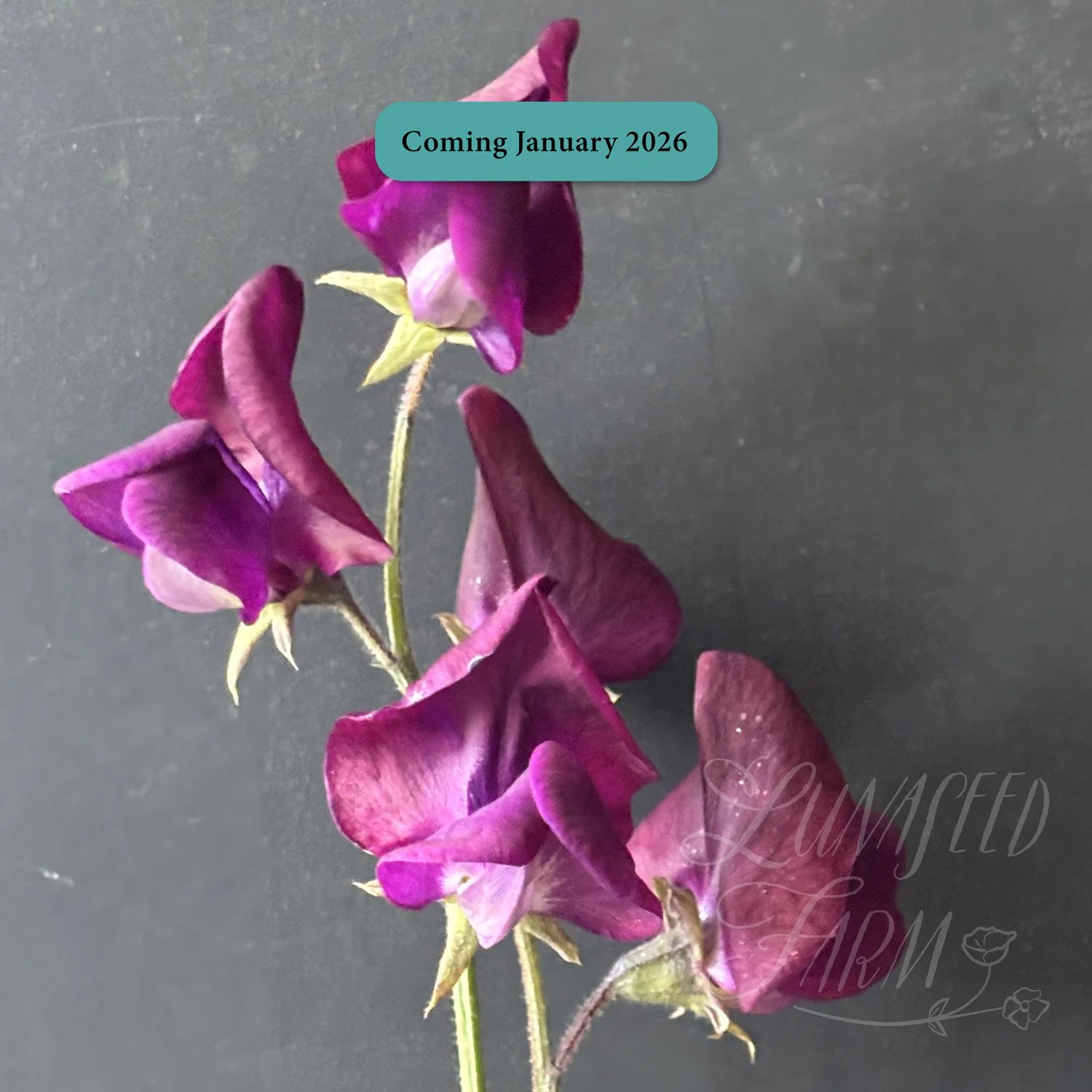 Sweet Pea - Hannah Dale