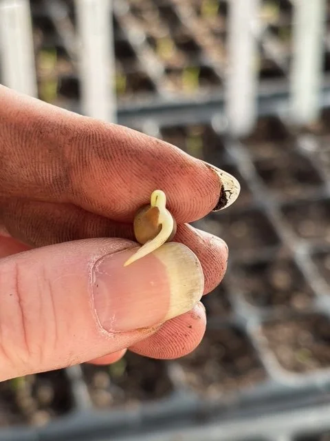 Starting  Sweet Pea Seeds - Burrito Roll style.