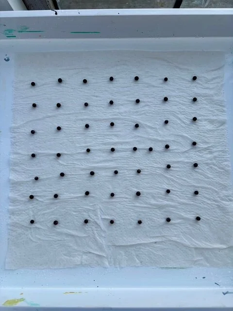 Lay Out Sweet Pea Seeds