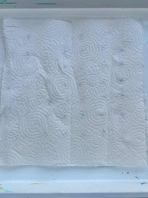 Cover Sweet Pea Seeds with Paper Towel