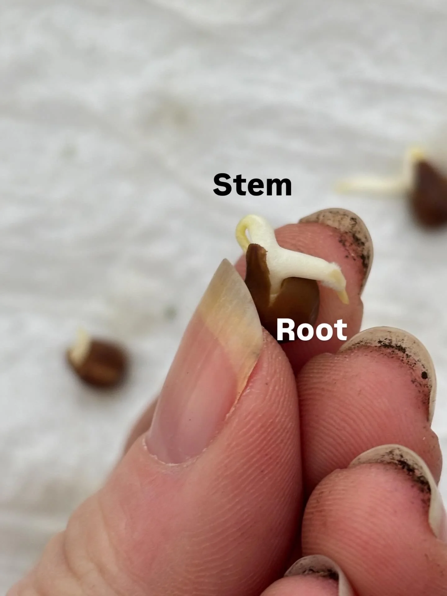 SweetPea_Seed_root-stem.JPG