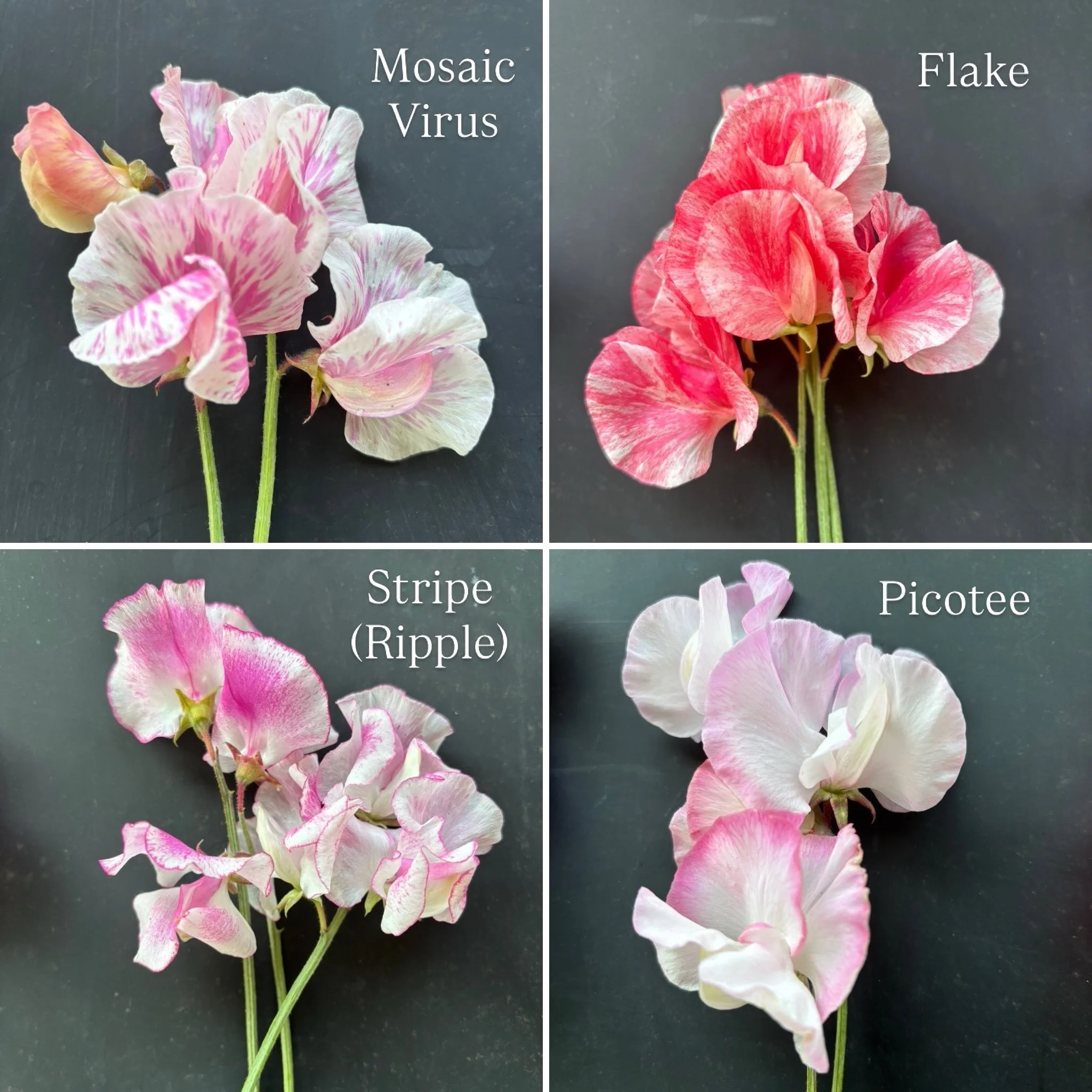 Lunaseed-farm_Mosaic-Sweet-Pea_patternJPG.JPG
