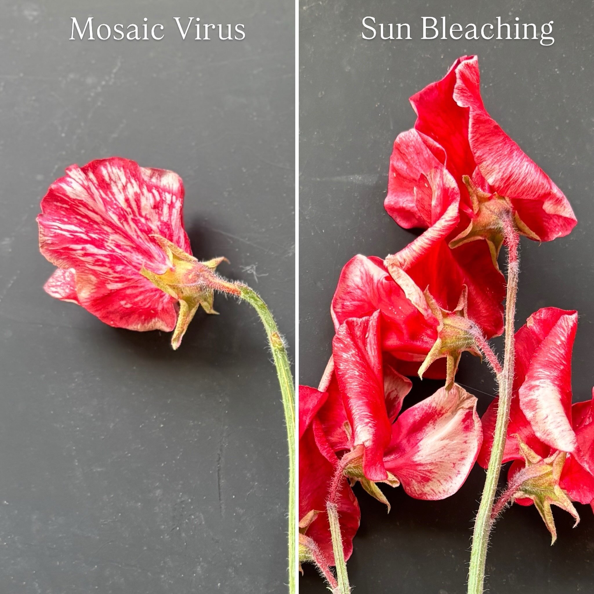 Lunaseed-farm_Mosaic-Sweet-Pea_sunfade.JPG