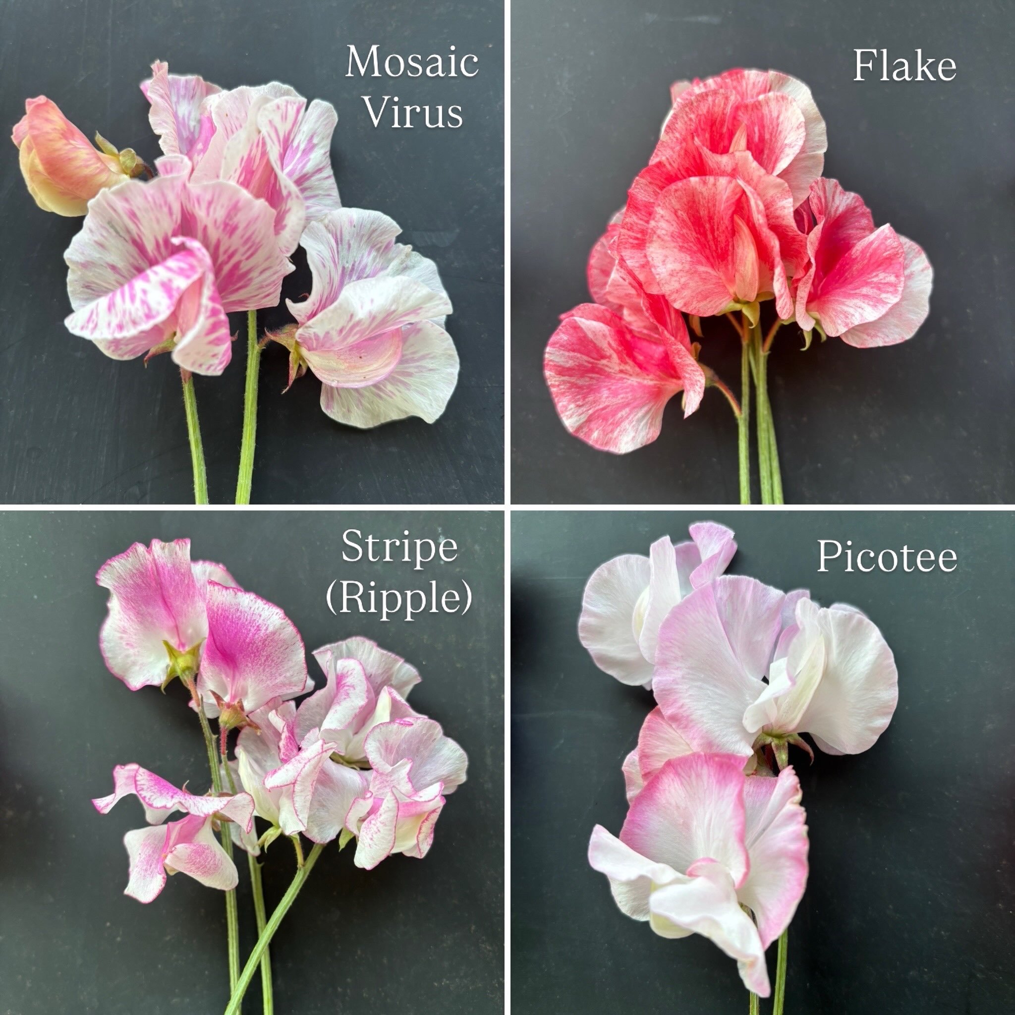 Sweet Pea Mosaic Virus